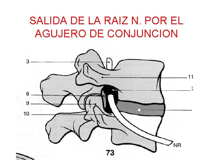 SALIDA DE LA RAIZ N. POR EL AGUJERO DE CONJUNCION 