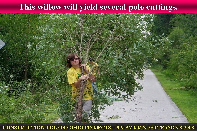 This willow will yield several pole cuttings. CONSTRUCTION-TOLEDO OHIO PROJECTS. PIX BY KRIS PATTERSON