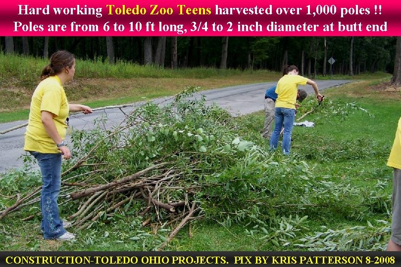 Hard working Toledo Zoo Teens harvested over 1, 000 poles !! Poles are from