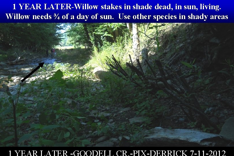 1 YEAR LATER-Willow stakes in shade dead, in sun, living. Willow needs ¾ of