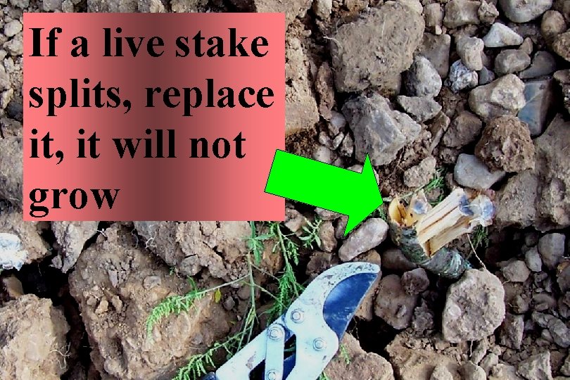 If a live stake splits, replace it, it will not grow 