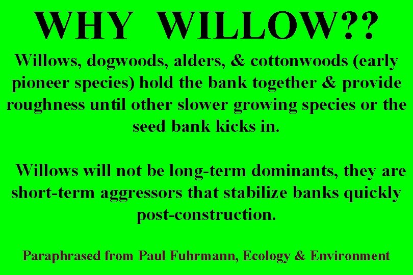 WHY WILLOW? ? Willows, dogwoods, alders, & cottonwoods (early pioneer species) hold the bank