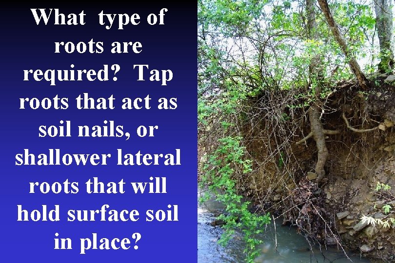 What type of roots are required? Tap roots that act as soil nails, or