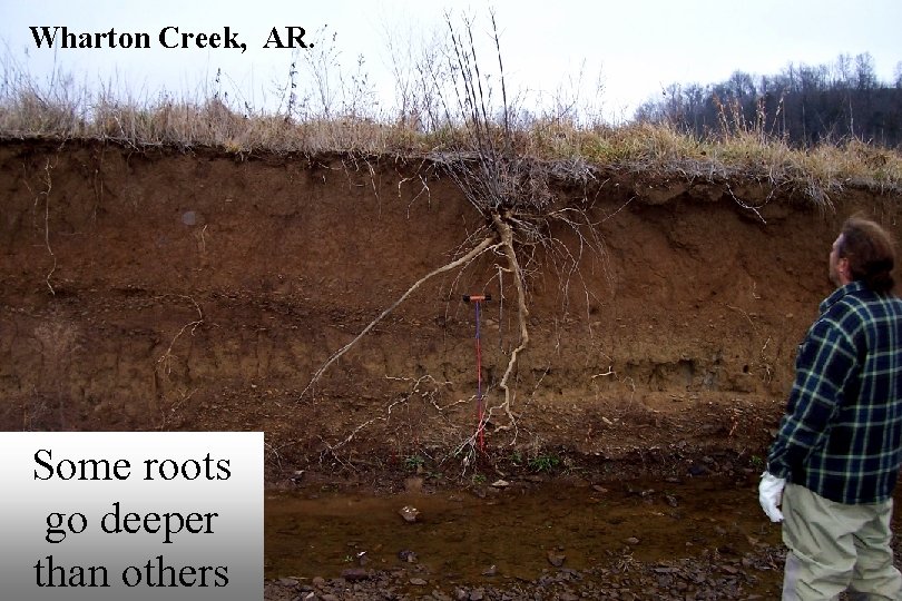 Wharton Creek, AR. Some roots go deeper than others 