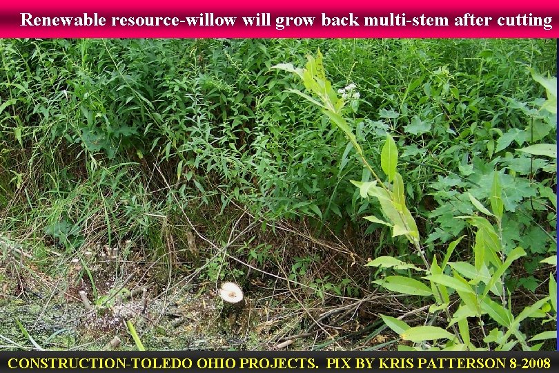 Renewable resource-willow will grow back multi-stem after cutting CONSTRUCTION-TOLEDO OHIO PROJECTS. PIX BY KRIS