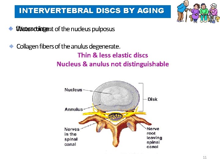 INTERVERTEBRAL DISCS BY AGING fibrocartilage. Water content of the nucleus pulposus Collagen fibers of