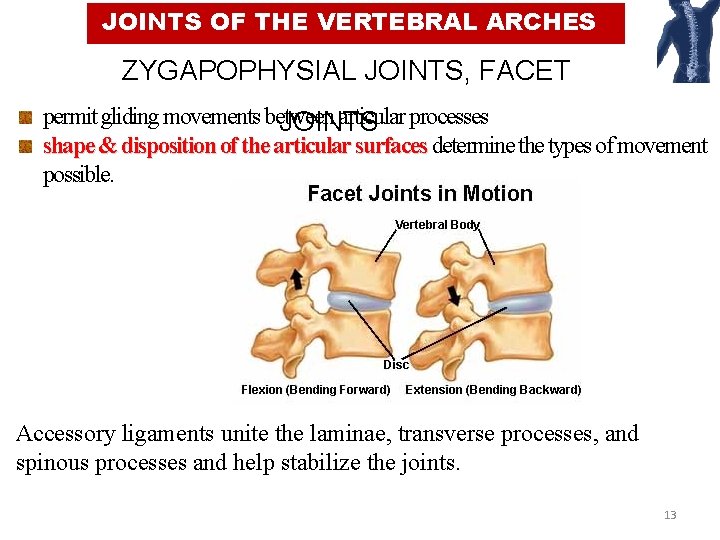 JOINTS OF THE VERTEBRAL ARCHES ZYGAPOPHYSIAL JOINTS, FACET permit gliding movements between articular processes