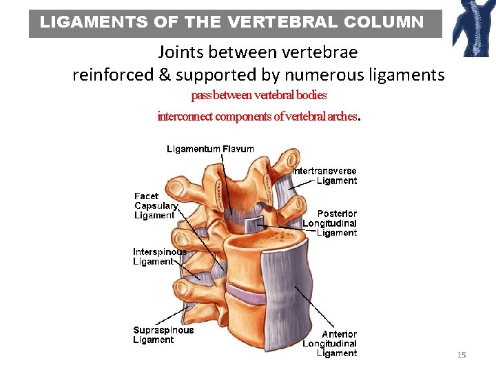 LIGAMENTS OF THE VERTEBRAL COLUMN Joints between vertebrae reinforced & supported by numerous ligaments