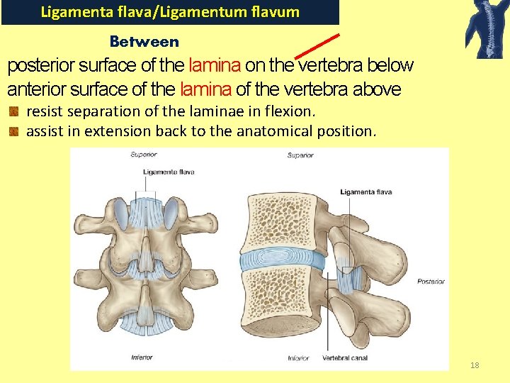 Ligamenta flava/Ligamentum flavum Between posterior surface of the lamina on the vertebra below anterior