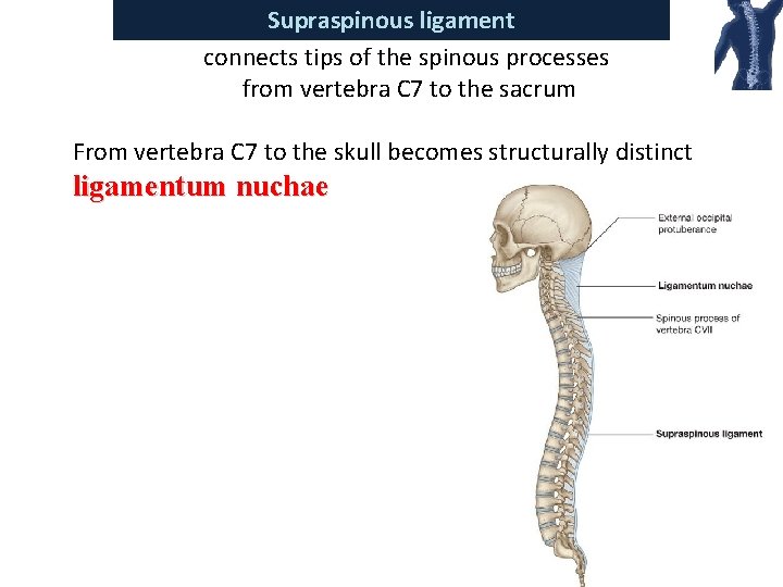 Supraspinous ligament connects tips of the spinous processes from vertebra C 7 to the