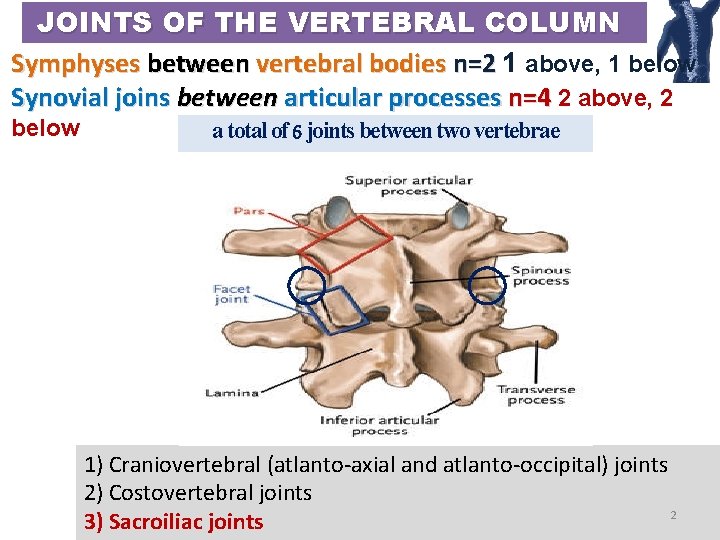 JOINTS OF THE VERTEBRAL COLUMN Symphyses between vertebral bodies n=2 1 above, 1 below