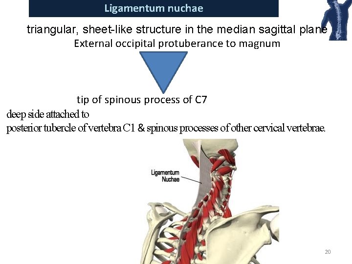 Ligamentum nuchae triangular, sheet-like structure in the median sagittal plane External occipital protuberance to