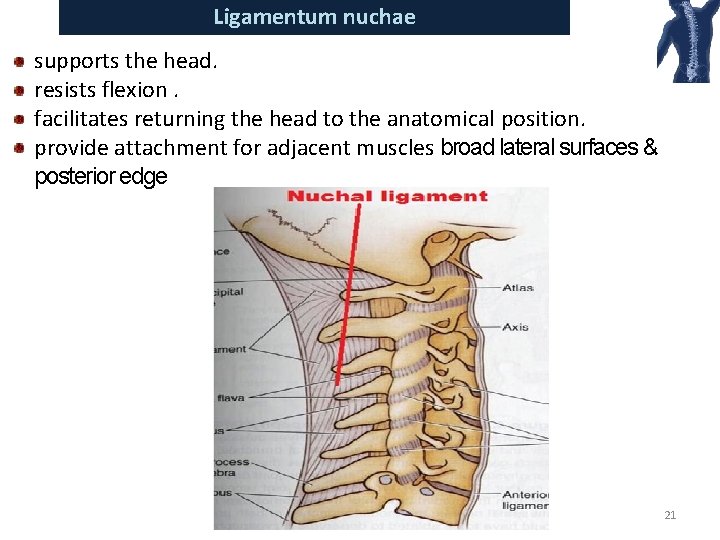 Ligamentum nuchae supports the head. resists flexion. facilitates returning the head to the anatomical