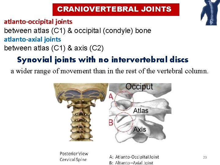 CRANIOVERTEBRAL JOINTS atlanto-occipital joints between atlas (C 1) & occipital (condyle) bone atlanto-axial joints