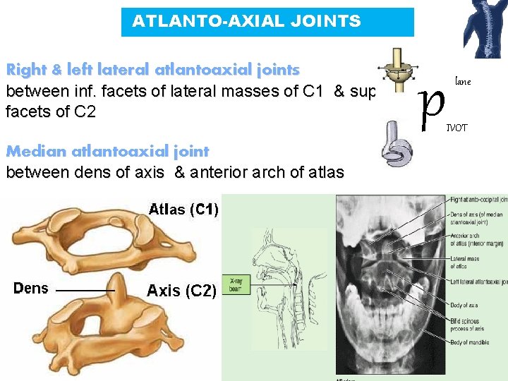 ATLANTO-AXIAL JOINTS Right & left lateral atlantoaxial joints between inf. facets of lateral masses