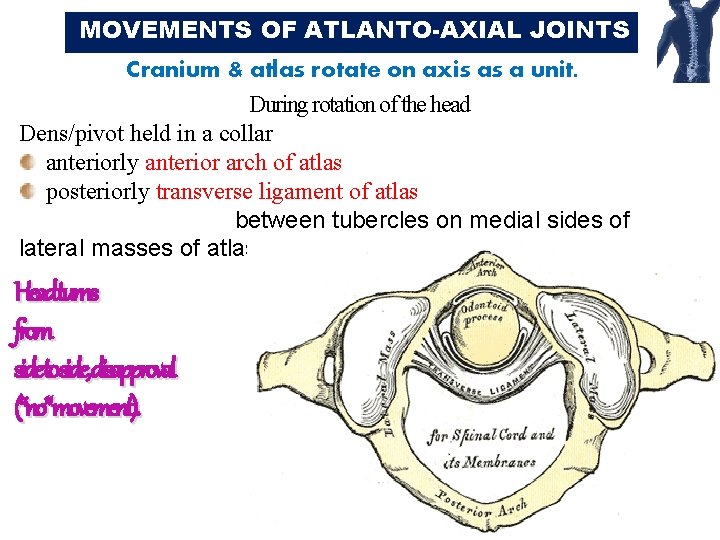 MOVEMENTS OF ATLANTO-AXIAL JOINTS Cranium & atlas rotate on axis as a unit. During