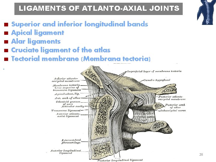 LIGAMENTS OF ATLANTO-AXIAL JOINTS Superior and inferior longitudinal bands Apical ligament Alar ligaments Cruciate