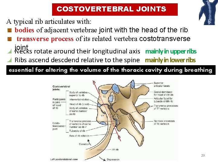 COSTOVERTEBRAL JOINTS A typical rib articulates with: bodies of adjacent vertebrae joint with the