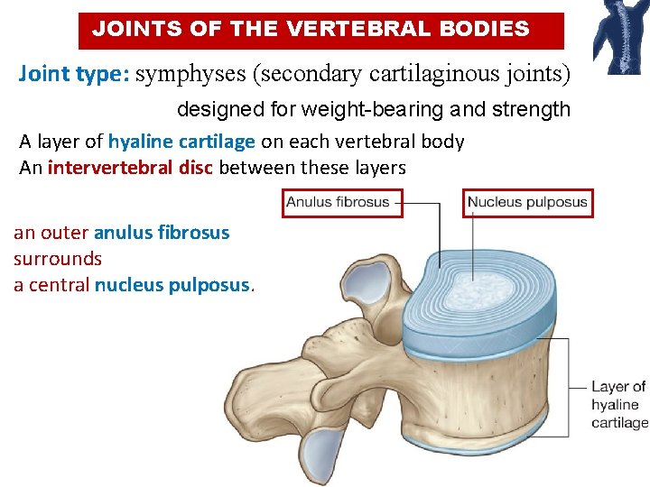 JOINTS OF THE VERTEBRAL BODIES Joint type: symphyses (secondary cartilaginous joints) designed for weight-bearing