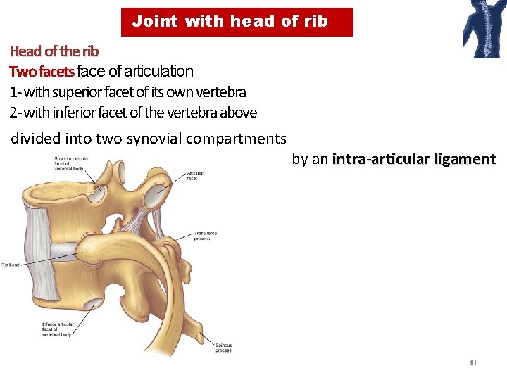 Joint with head of rib Head of the rib Two facets face of articulation