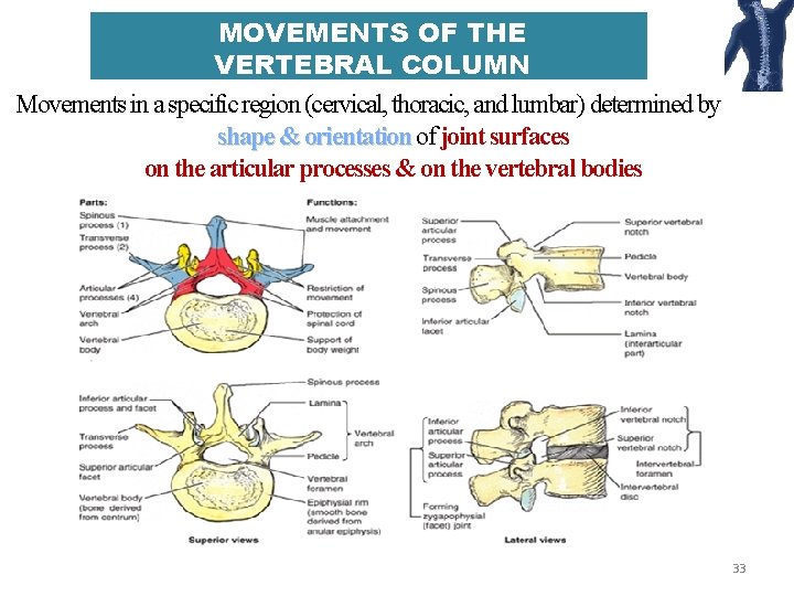 MOVEMENTS OF THE VERTEBRAL COLUMN Movements in a specific region (cervical, thoracic, and lumbar)