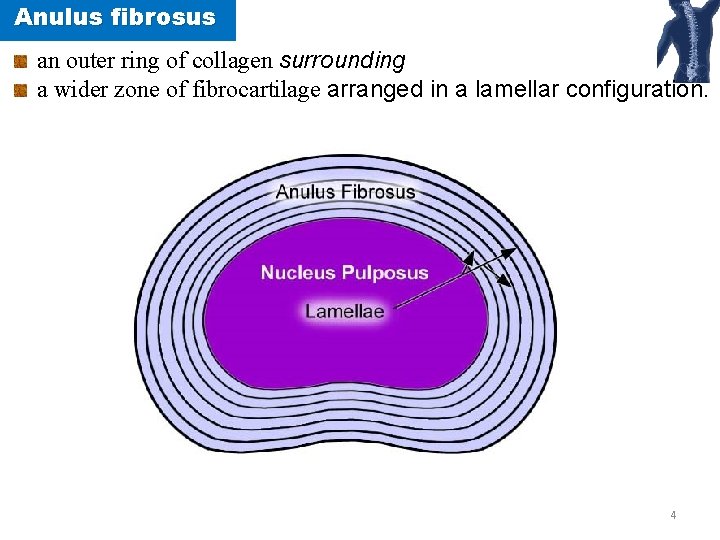 Anulus fibrosus an outer ring of collagen surrounding a wider zone of fibrocartilage arranged