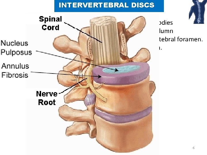 INTERVERTEBRAL DISCS Provide strong attachments between the vertebral bodies Unite vertebral bodies into a