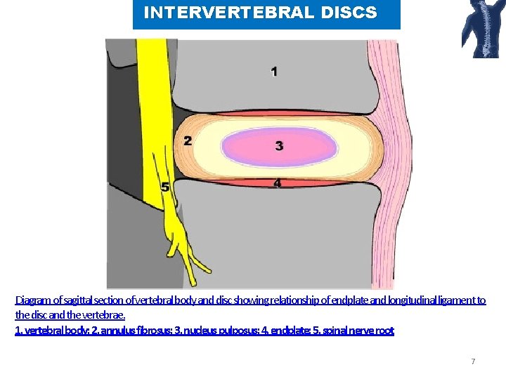 INTERVERTEBRAL DISCS Diagram of sagittal section of vertebral body and disc showing relationship of