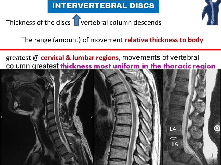 INTERVERTEBRAL DISCS Thickness of the discs vertebral column descends The range (amount) of movement