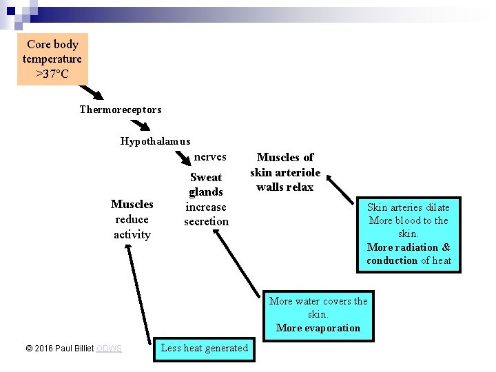 Core body temperature >37°C Thermoreceptors Hypothalamus nerves Muscles reduce activity Sweat glands increase secretion