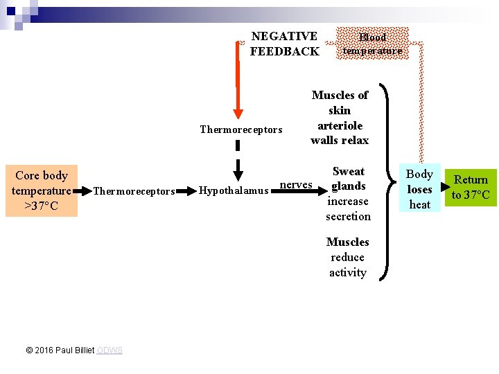 NEGATIVE FEEDBACK Thermoreceptors Core body temperature >37°C Thermoreceptors Blood temperature Muscles of skin arteriole