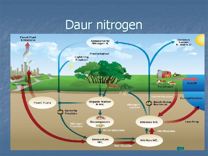 Daur nitrogen 