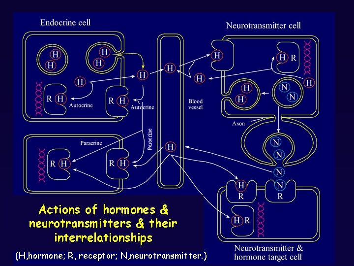 Actions of hormones & neurotransmitters & their interrelationships (H, hormone; R, receptor; N, neurotransmitter.