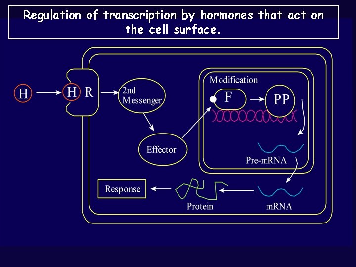 Regulation of transcription by hormones that act on the cell surface. 