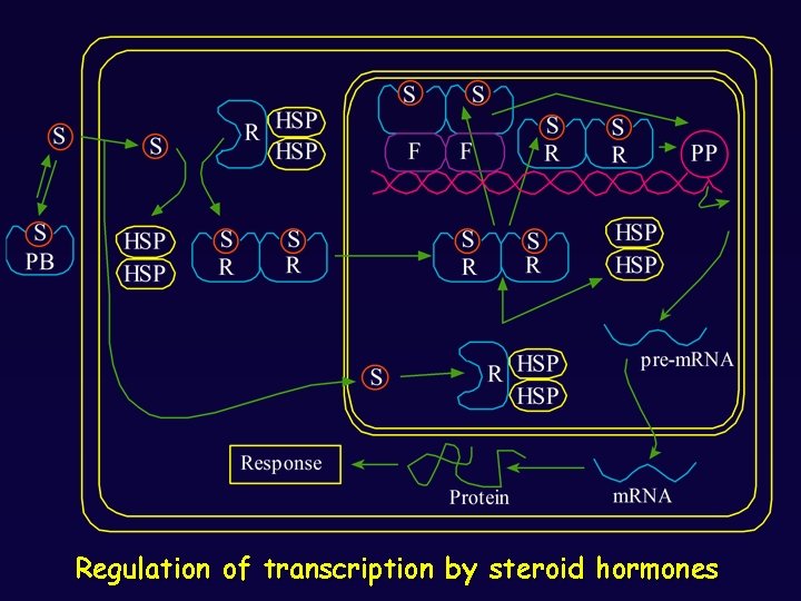 Regulation of transcription by steroid hormones 