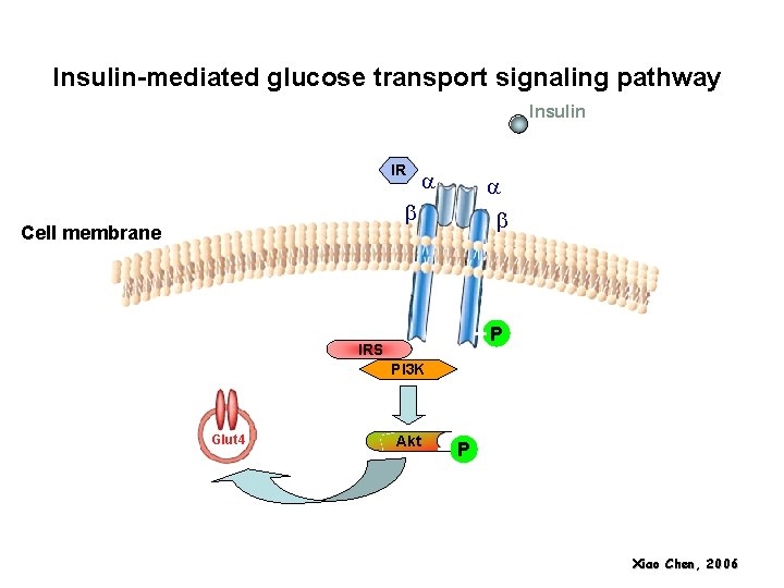 Insulin-mediatedglucosetransportsignalingpathway Insulin IR a a b Cell membrane b P IRS PI 3 K