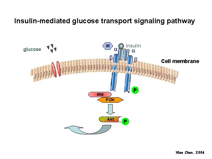 Insulin-mediated glucose transport signaling pathway IR glucose a Insulin a b b Cell membrane