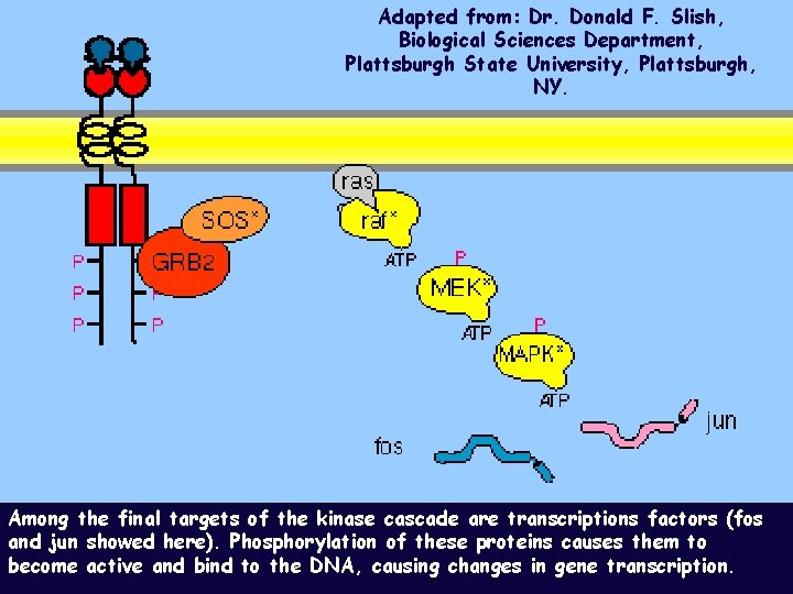 Adapted from: Dr. Donald F. Slish, Biological Sciences Department, Plattsburgh State University, Plattsburgh, NY.