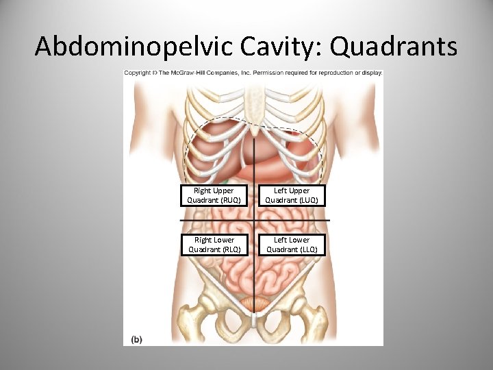 Abdominopelvic Cavity: Quadrants Right Upper Quadrant (RUQ) Left Upper Quadrant (LUQ) Right Lower Quadrant