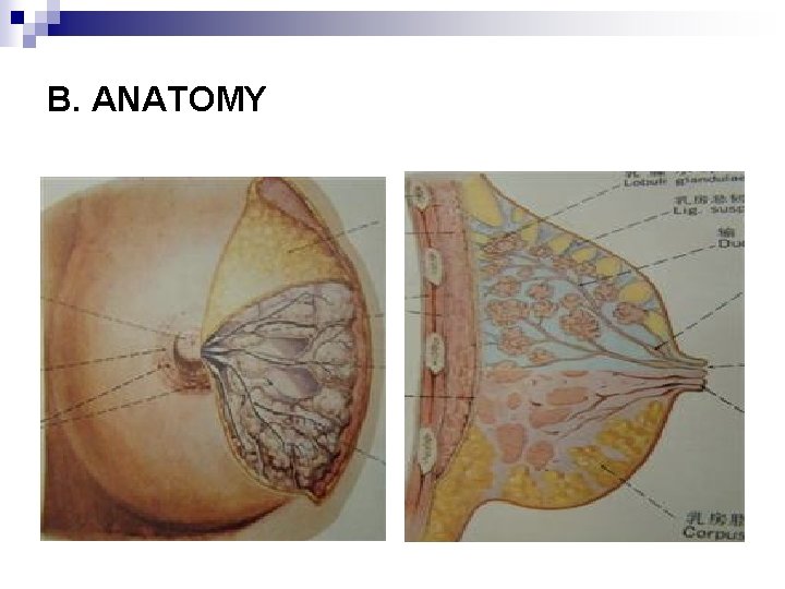 B. ANATOMY 