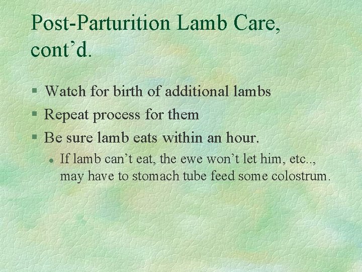 Post-Parturition Lamb Care, cont’d. § Watch for birth of additional lambs § Repeat process
