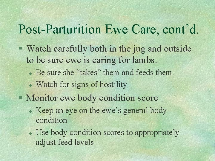 Post-Parturition Ewe Care, cont’d. § Watch carefully both in the jug and outside to