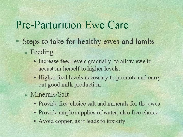 Pre-Parturition Ewe Care § Steps to take for healthy ewes and lambs l Feeding
