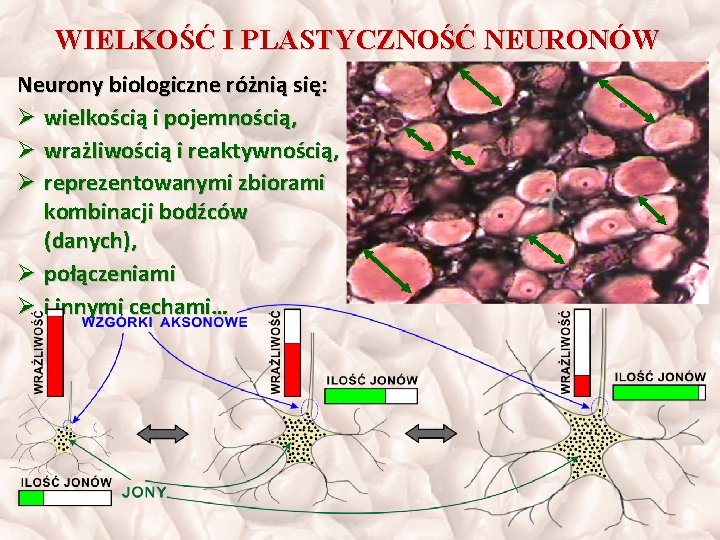 WIELKOŚĆ I PLASTYCZNOŚĆ NEURONÓW Neurony biologiczne różnią się: Ø wielkością i pojemnością, Ø wrażliwością