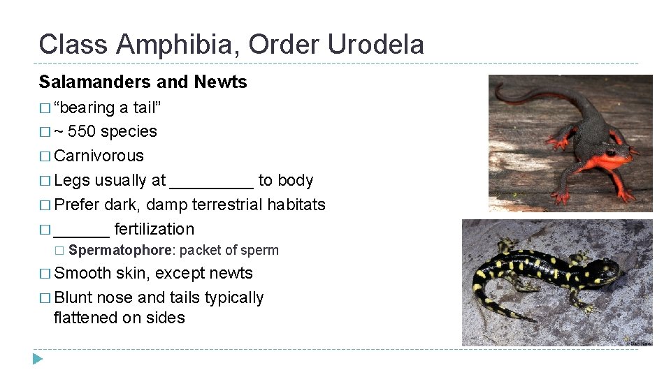 Class Amphibia, Order Urodela Salamanders and Newts � “bearing a tail” � ~ 550