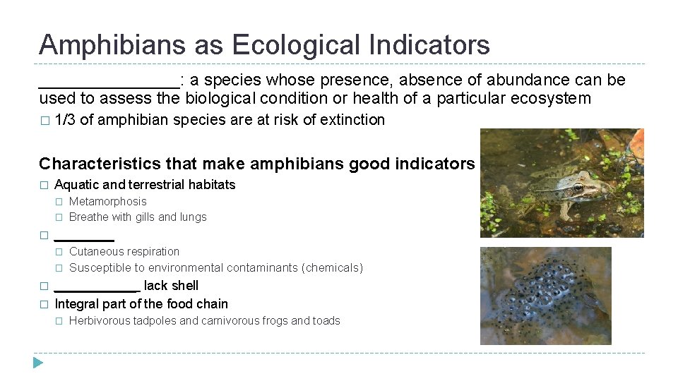 Amphibians as Ecological Indicators ________: a species whose presence, absence of abundance can be