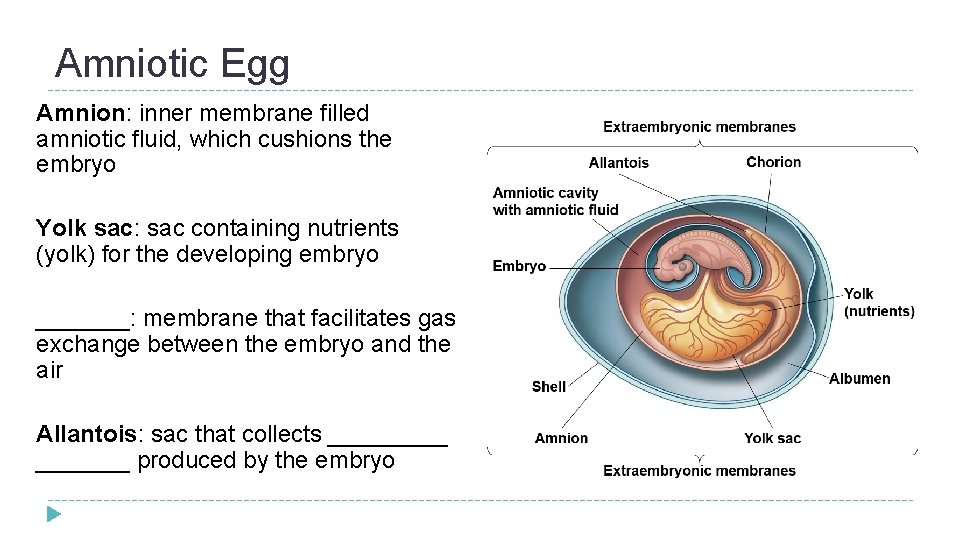 Amniotic Egg Amnion: inner membrane filled amniotic fluid, which cushions the embryo Yolk sac: