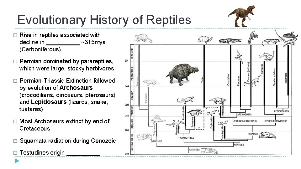 Evolutionary History of Reptiles � Rise in reptiles associated with decline in _____ ~315