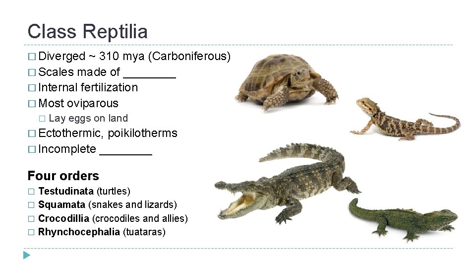 Class Reptilia � Diverged ~ 310 mya (Carboniferous) � Scales made of ____ �