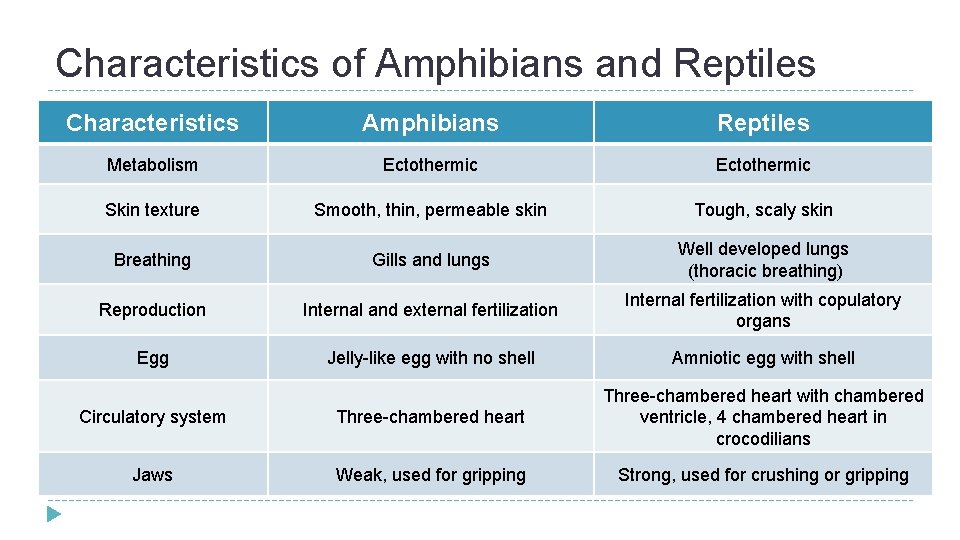 Characteristics of Amphibians and Reptiles Characteristics Amphibians Reptiles Metabolism Ectothermic Skin texture Smooth, thin,
